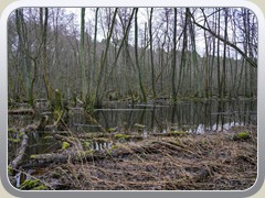 5.2.: Der Sumpferlenwald steht wieder im Wasser